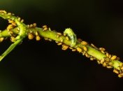 Эти маленькие насекомые очень прожорливы