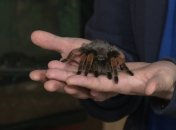 Тарантул – большой и мохнатый