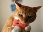 Ой, как вкусно: смешной кот без ума от арбуза (Видео)
