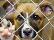 Названы новые штрафы и наказания за издевательство над животными