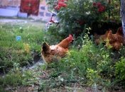 Нельзя в день Лариона Пропольника работать на чужом огороде