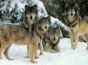 Страх помогает сохранить экосистему