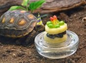 Забавные животные, которые отмечают свой День рождения круче, чем ты 