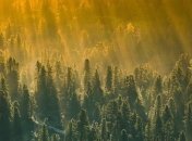 Экологи планируют заняться восстановлением лесов на 900 млн гектаров земли