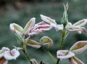 Лунный посевной календарь с 11 ноября по 17 ноября 2019 года