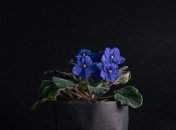 Фиалки требуют особого ухода