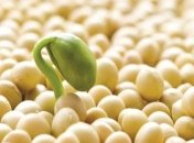 Продукт, который может привести к безплодию 