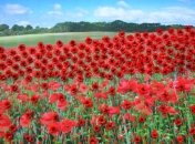 Как мак стал символом памяти в Украине