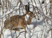 Галицкий нацпарк показал своих неуловимых жителей