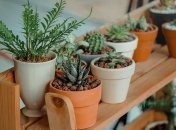 Добавят свежести интерьеру: 15 способов озеленения квартиры