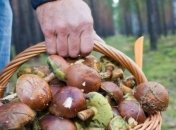 На Львовщине произошло массовое отравление грибами