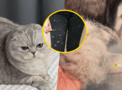 Это знакомо каждому владельцу животных