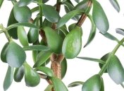 Денежное дерево: дельные советы по уходу