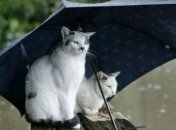 Прогноз погоды в Украине на 5 октября: ожидаются дожди