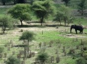 Танзания - родина сафари