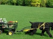 Путин подарил Чавесу щенка