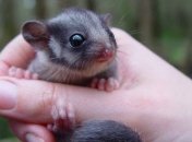 Уникальный правовой инцидент: в США опоссум выиграл дело в суде