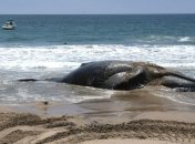 В Новой Зеландии спасены около 100 китов, которые выбросились на берег 