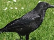 Вороны по интеллекту схожи с шимпанзе