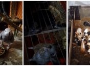 Врятовані тварини