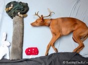 ФОТОпозитив: сказочные сны пса Руфуса