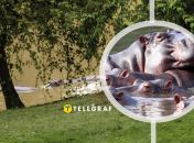 Бегемотам знаменитого наркобарона грозит смерть