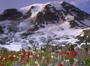 Ученые оценили риск вымирания альпийских растений