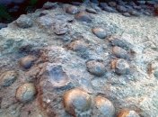 В Китае обнаружили яйца динозавров