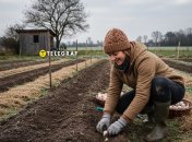 Перед посадкою часнику город потрібно підготувати
