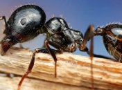 Ученые заявили, что сельское хозяйство изобрели муравьи
