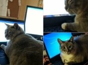 Когда ты работаешь дома: пушистые "коллеги"