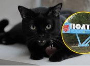 Кіт у Полтаві