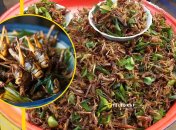 Как готовят саранчу