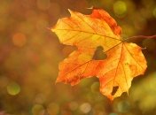 Бабьего лета уже не будет? Известная метеоролог удивила прогнозом на осень