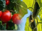 Томаты и огурцы - плохие соседи