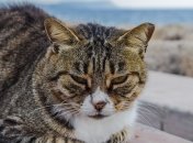 Лев, Діва, Терези, Скорпіон та Стрілець — найнещасливіші знаки цього тижня