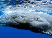 Ученые провели исследования жизни кашалотов