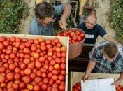 Томатный сок лечит гипертонию