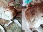 Корова родила теленка с двумя ушами и четырьмя глазами: в Индии назвали это "божественным чудом"