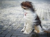 Вітер буде дуже сильним.