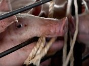 Смертельный вирус свиней расползается по миру в пакетах  