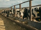 Українська молочна галузь значно постраждала через війну, проте вистояла і відновлюється