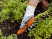 Морква – часта культура на городі