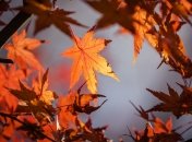 Бабине літо в Україні. Ілюстративне фото