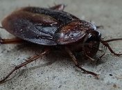 Ученые установили, что тараканы появились раньше динозавров