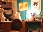 Ох уж эта Япония: На что можно выбросить деньги в стране восходящего солнца (Фото)