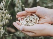 Приметы и обряды на 8 сентября - Адриан и Наталья-овсяница, Натальин день