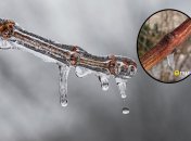 Виноград может погибнуть из-за длительного пребывания во льду