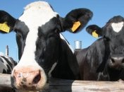 В Украине Кабмин расширил господдержку животноводства в текущем году