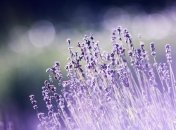 Обрезка - залог успеха в выращивании лаванды